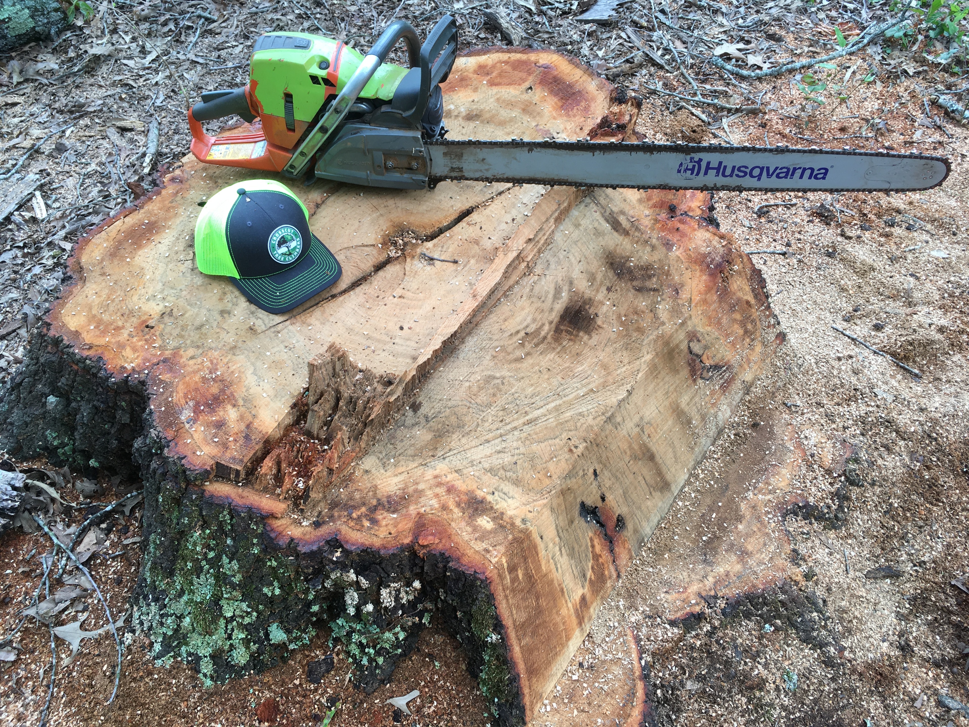 Clean Cut, Big Tree