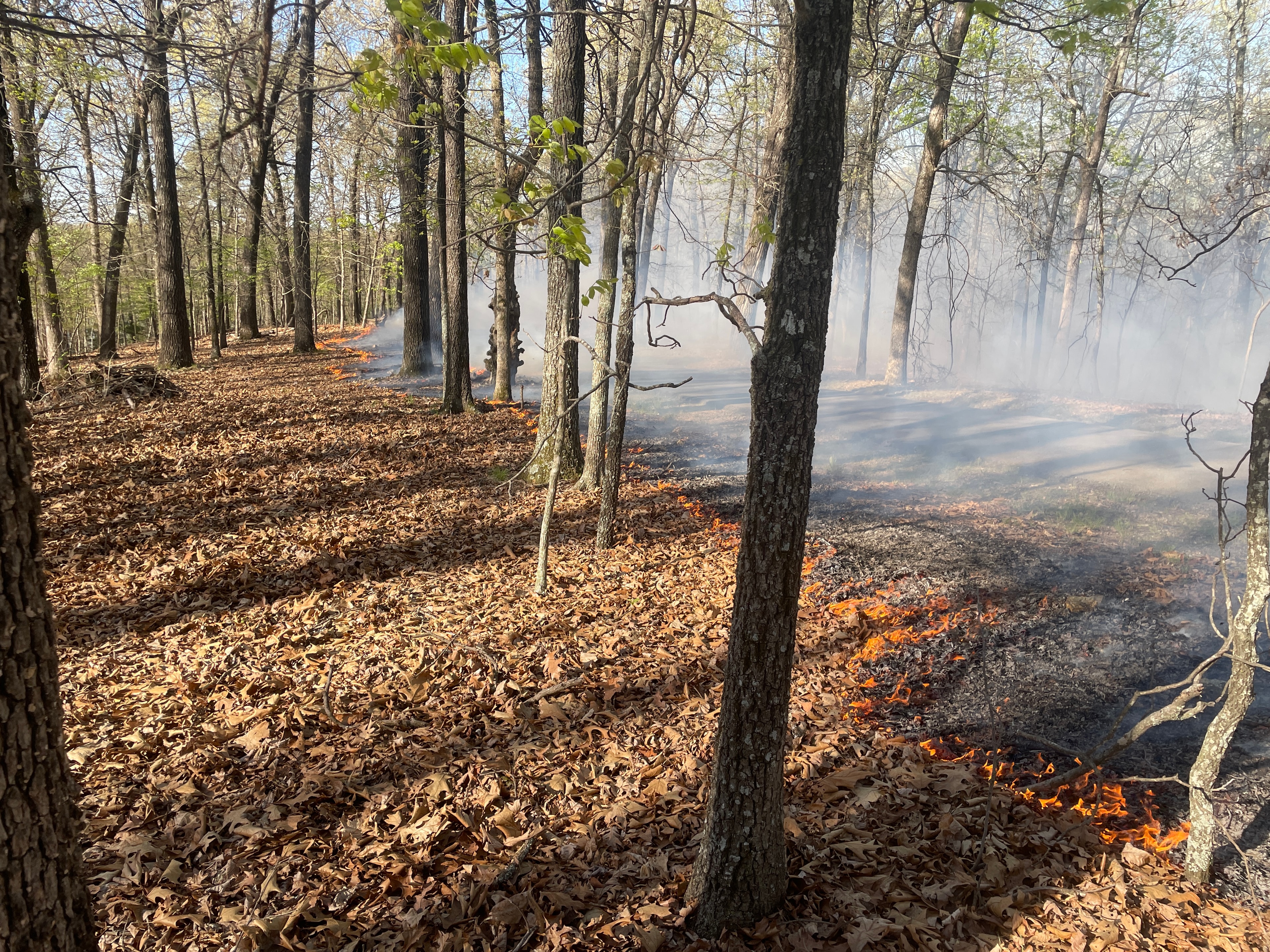 Forest Floor Burn