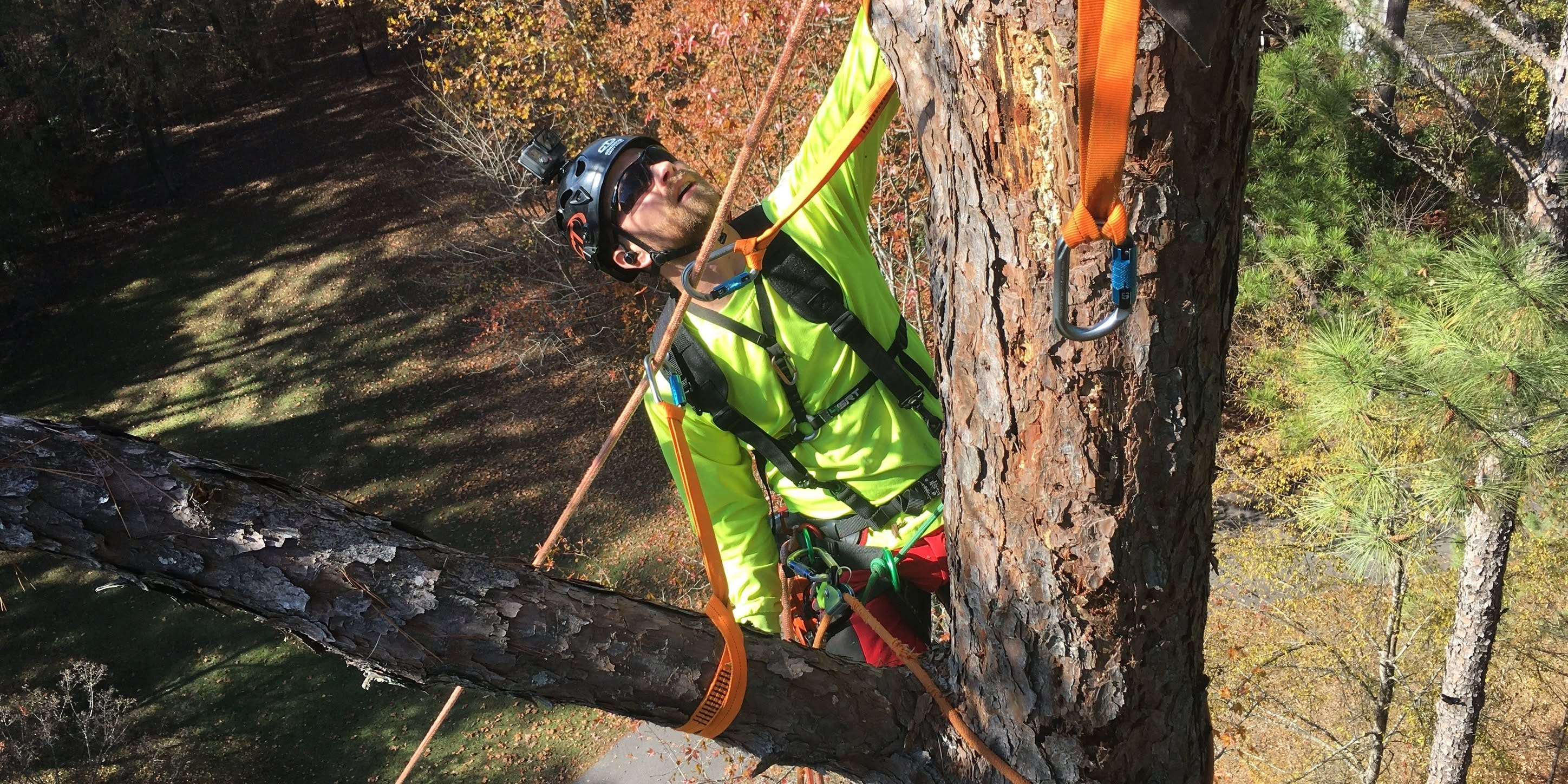 Tree Removal