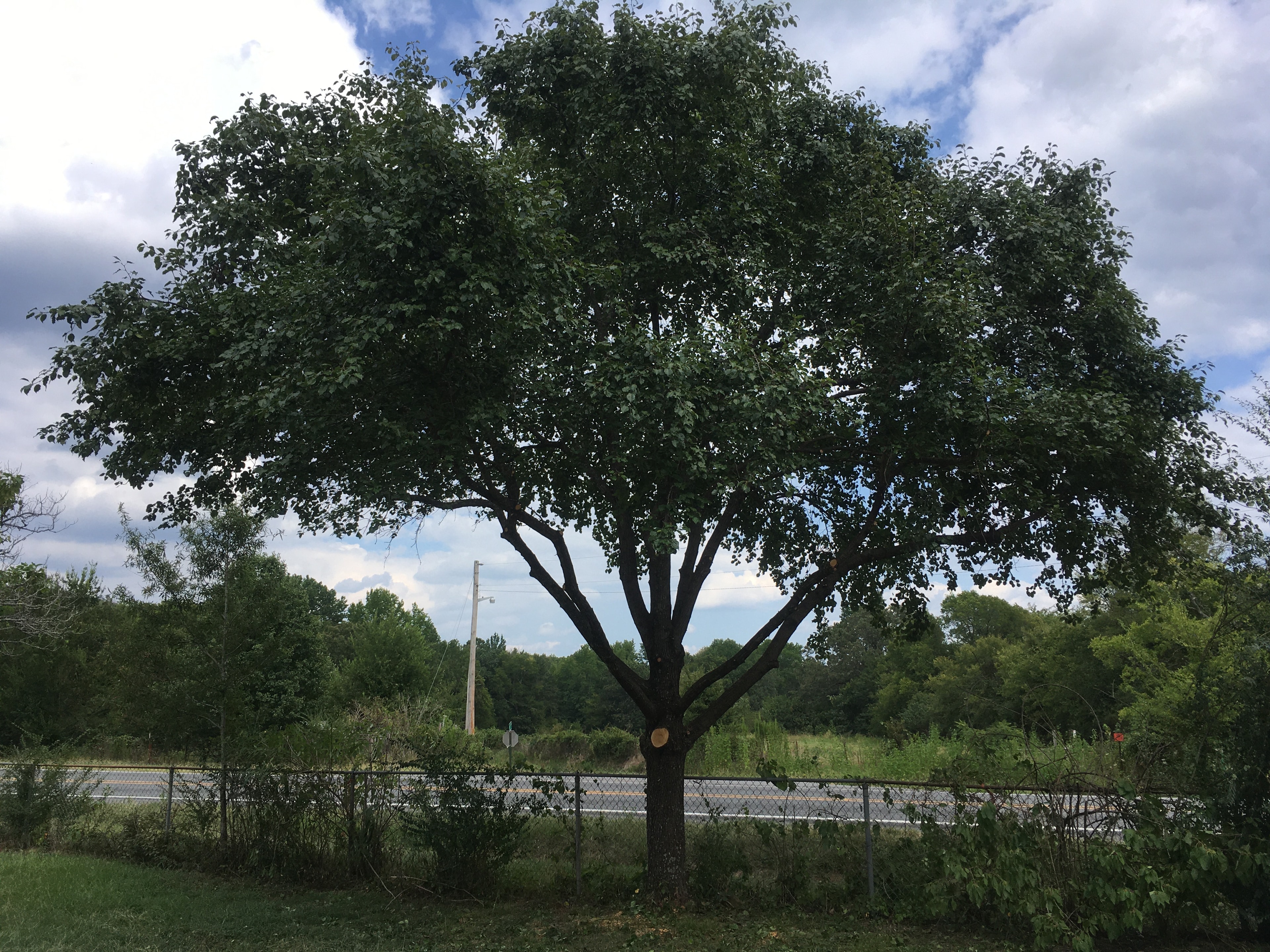 Tree Trimming & Pruning